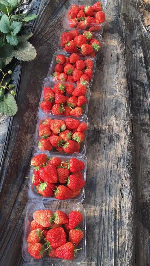 草莓京津冀包邮 商品图1