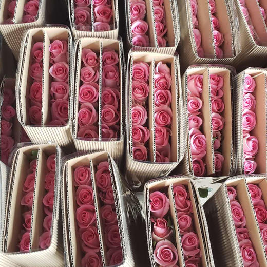 玫瑰 苏醒 A级 商品图1