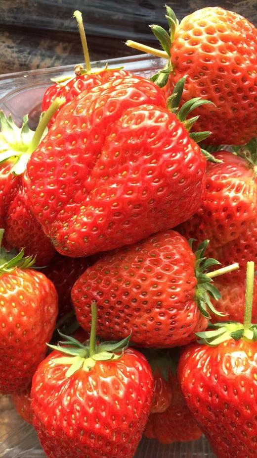 草莓京津冀包邮 商品图0