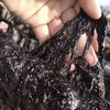 【海货精选】东山海鲜•头水紫菜 紫菜中的“劳斯劳斯”  每年收割头次的紫菜 紫菜特别细嫩 口感好 营养丰富 汤味甘甜 商品缩略图6