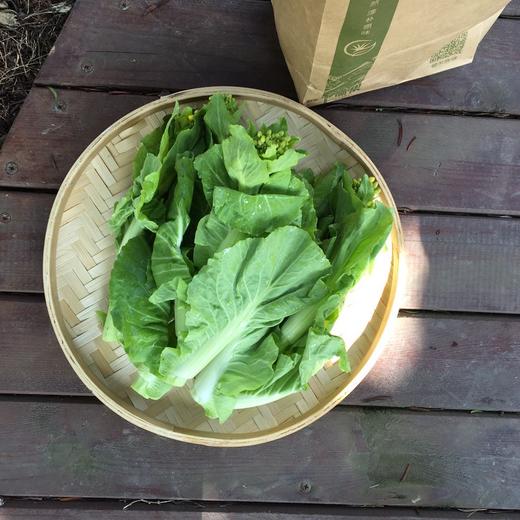 茭菜心（400g）-基地现摘现发 商品图1
