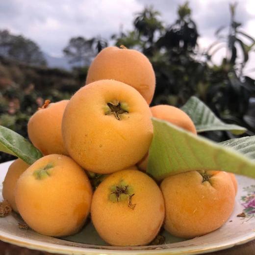 攀枝花米易枇杷 抗燥润喉又鲜甜 商品图0