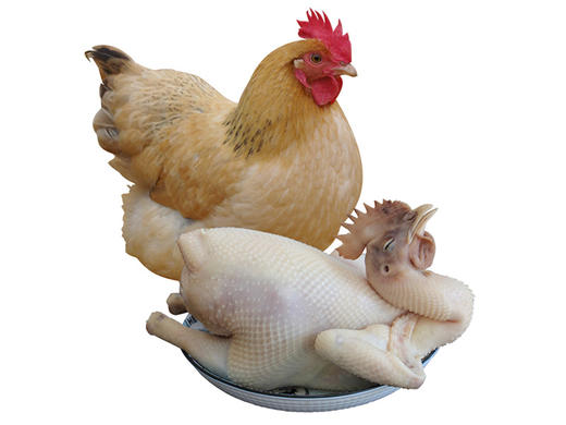 买一送一吃椰子长大的鸡海南正宗文昌鸡放养160天笼养20天包邮