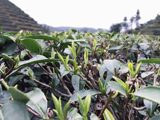 江头贡茶|生态绿茶(明前特级)简易包装250g