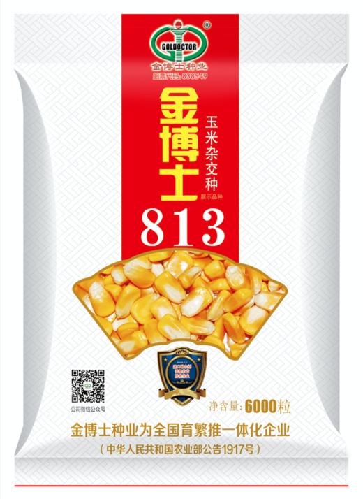 北方早熟区金博士813