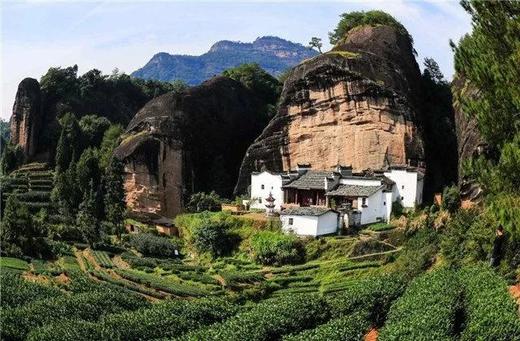 详解马头岩肉桂 商品图0