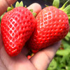 精品草莓 两斤装 商品缩略图0
