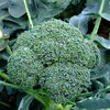 5斤装云南西兰花蔬菜 清脆爽口 农家优质绿色种植 商品缩略图2