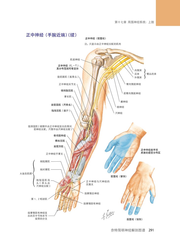 上肢神经支配分布图ppt图片