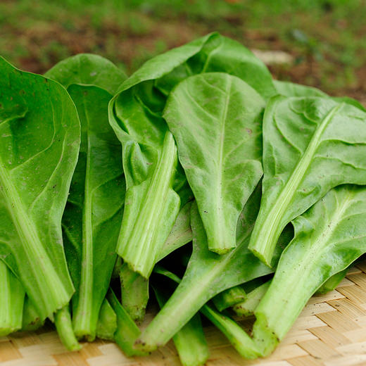 甜菜400g（清炒味涩哦，焯水后用豆腐乳汁下汤味道极美） 商品图4