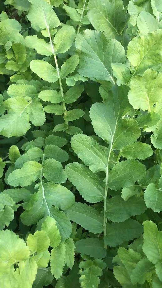 自然农耕种植的萝卜缨