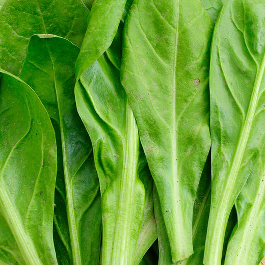 甜菜400g（清炒味涩哦，焯水后用豆腐乳汁下汤味道极美） 商品图5