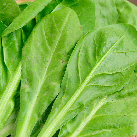 甜菜400g（清炒味涩哦，焯水后用豆腐乳汁下汤味道极美） 商品图2