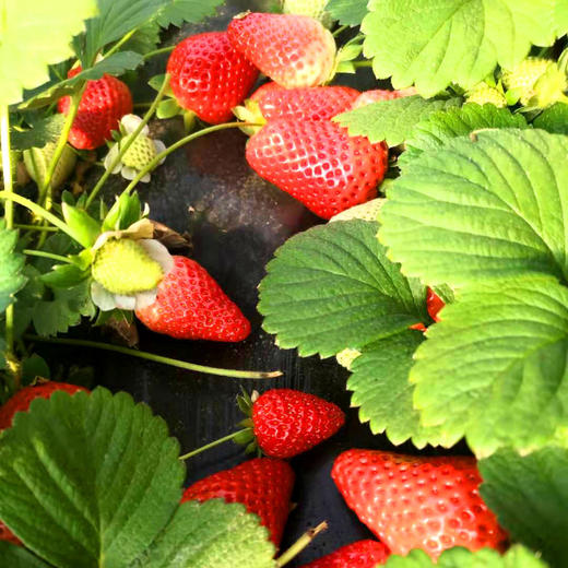 精品草莓 两斤装 商品图2