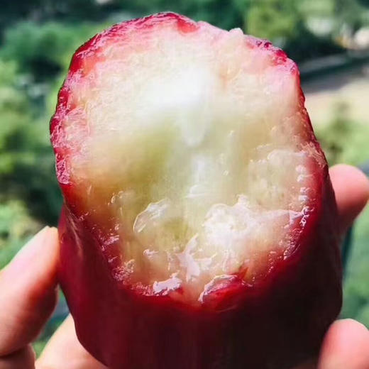 海南黑金刚冰糖莲雾   色泽红艳水嫩，光泽动人，颗颗饱满 商品图3