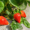 【万德园隋珠草莓】绿色种植 商品缩略图4