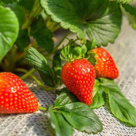 【万德园隋珠草莓】绿色种植 商品图4