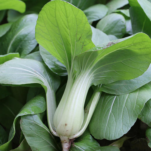 【爆款推荐】密农人家蔬菜体验装  新鲜现摘健康搭配10种蔬菜 商品图2