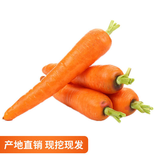 现挖生态黄胡萝卜新鲜农家自种沙地生吃脆甜 蔬菜水果红胡萝卜 商品图0