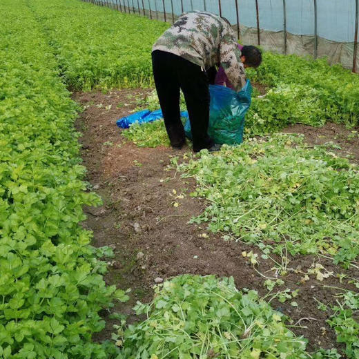 早晨刚摘的蔬菜，十多个品种，一大箱168元，“0”接触囤货【请加文内客服微信购买】 商品图4