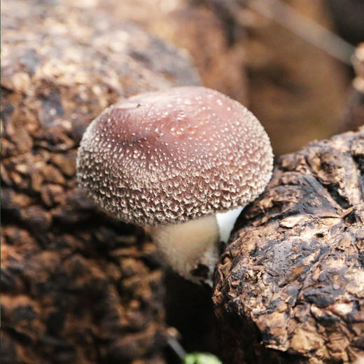 【爆款推荐】密农人家蔬菜体验装  新鲜现摘健康搭配10种蔬菜 商品图5