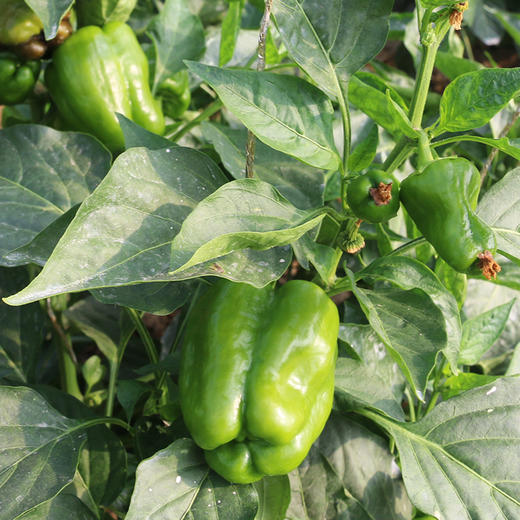 【爆款推荐】密农人家蔬菜体验装  新鲜现摘健康搭配10种蔬菜 商品图1