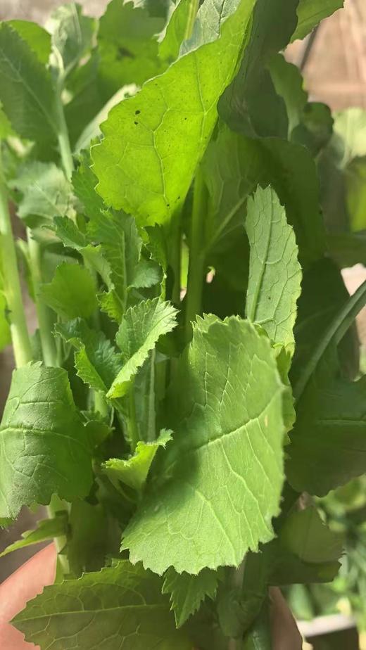 自然农耕种植的萝卜缨