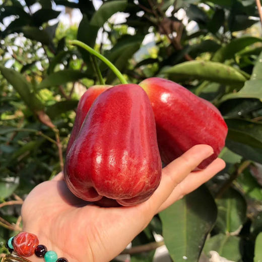 海南黑金刚冰糖莲雾   色泽红艳水嫩，光泽动人，颗颗饱满 商品图2