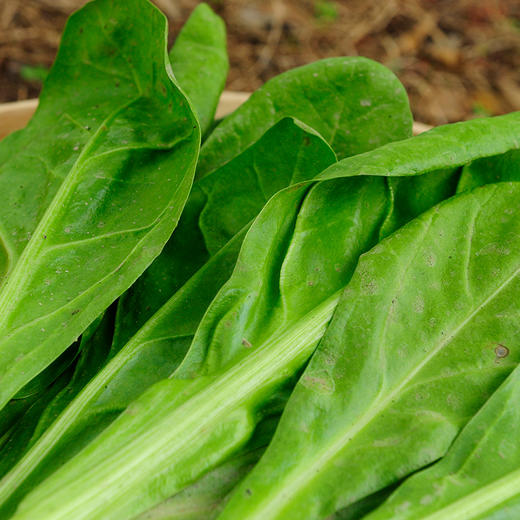 甜菜400g（清炒味涩哦，焯水后用豆腐乳汁下汤味道极美） 商品图3