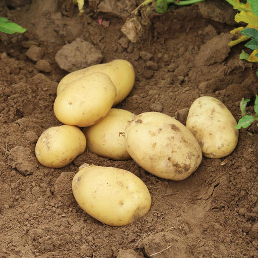 【爆款推荐】密农人家蔬菜体验装  新鲜现摘健康搭配10种蔬菜 商品图3