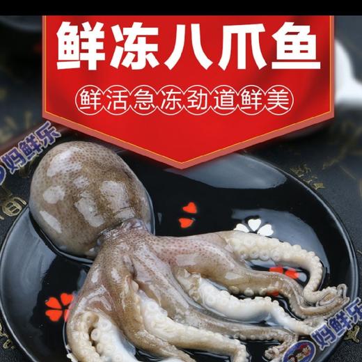 【野生八爪鱼】 纯野生海捕 鲜活急冻 不泡水 口感好 煮后不出水！每份约10-20只，约400克！ 商品图0
