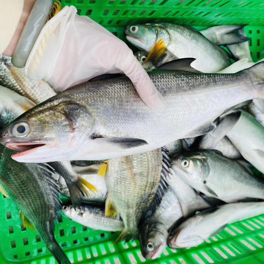 【海鲜精选】东山海鲜•野生活鲜午鱼 号称闽南第一鱼 午鱼肉质鲜美 细腻爽口 脂肪的厚度超过10% 入口即化 商品图0
