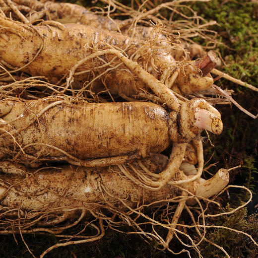 【长白山鲜人参】参形美、质坚硬，气微香，味微苦且甘 商品图0