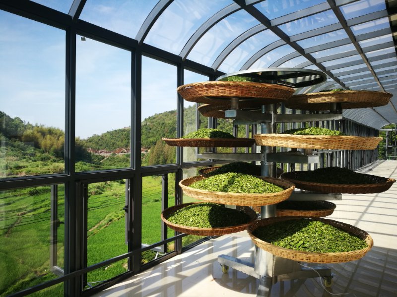 白茶的制作工艺重在萎凋