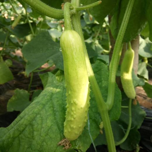 有机西葫芦+黄瓜团购 | 合作生产 *Organic Cucurbita pepo & White Cucumber | Coprodution 商品图2