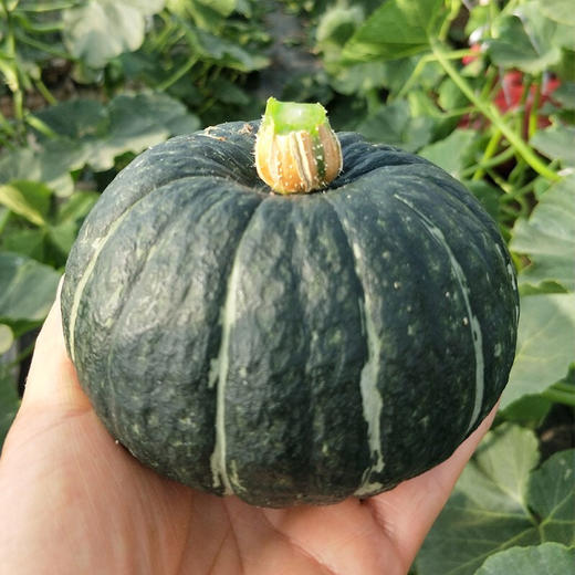 【只卖真贝贝】山东·潍坊贝贝小南瓜 5斤装 板栗味宝宝辅食粉糯香甜农家自种 商品图4