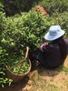 红茶制作工艺与技巧 商品缩略图0