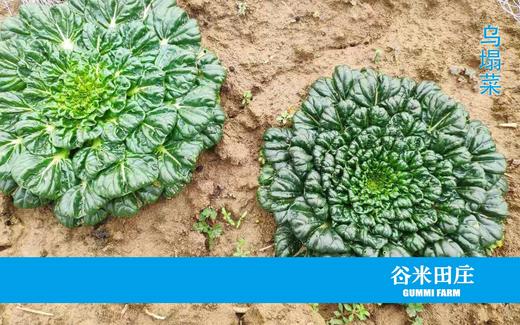 乌塌菜（有苔） 商品图1