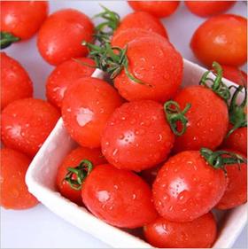 樱桃番茄  Cherry Tomato（ 300g/袋）