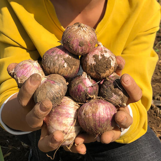 【紫皮独头蒜 （干蒜）】| 蒜香浓郁，易剥皮，蒜瓣饱满，辛辣多汁天然健康 商品图0