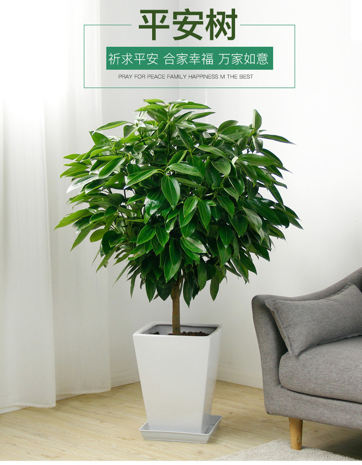 平安树 - 城市花香