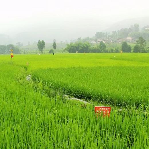 鳅田稻米10斤礼盒包装 商品图5