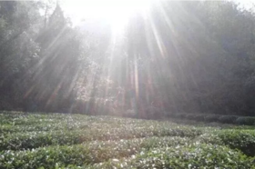 带您感受武夷山“三坑两涧”的魅力