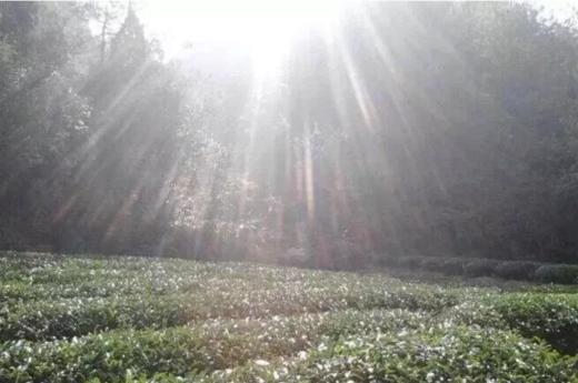 带您感受武夷山“三坑两涧”的魅力 商品图0