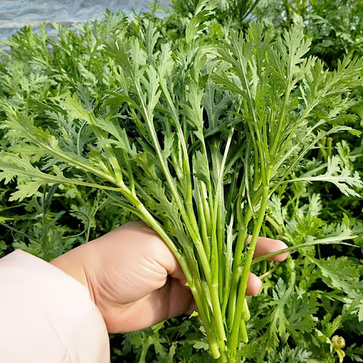 物本源有机菊花菜 商品图0