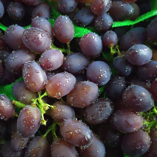 茉莉香小米葡萄 商品图4