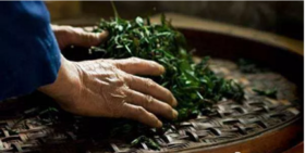 武夷岩茶制作工艺