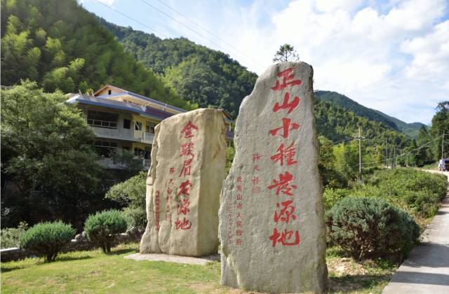 金骏眉属于什么茶？跟正山小种有什么区别？