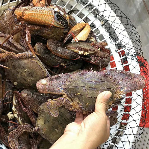 【海鲜精选】东山海鲜•活鲜黑蟹 壳硬肉满 堪称螃蟹届的肌肉男   多还少补 顺丰冷链配送 商品图1