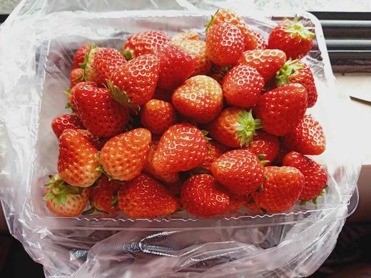 草莓 商品图0